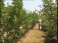 Video: [News Clip: AM Garden apple orchard]