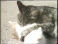 Video: [News Clip: Kittens fed to snakes]