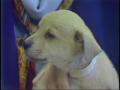 Video: [News Clip: Pets #2]