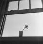 Photograph: [Daffodil in a cup]