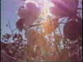 Video: [News Clip: Cotton growers]