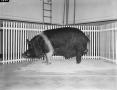 Thumbnail image of item number 1 in: '[A pig on the Layne Beaty Show, 2]'.