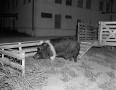 Photograph: [Large pig at WBAP]