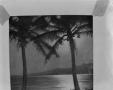 Photograph: [Tropical scene with palm trees]