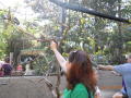 Primary view of [UNT College of Education member feeding birds at zoo]