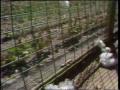 Video: [News Clip: Cotton farmer]
