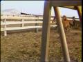 Video: [News Clip: wild horses]