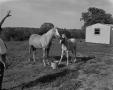 Photograph: [Horse and foal]