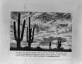 Photograph: [Saquaro cactus in the desert]