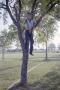 Photograph: [Photograph of young Byrd Williams IV in a tree]