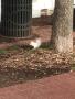 Photograph: [Albino squirrel on campus]