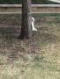 Photograph: [Albino squirrel on tree trunk on campus]