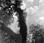 Primary view of [Photograph of a forked tree, 2]