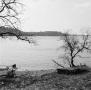 Photograph: [Photograph of the shore of a lake]
