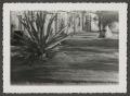Primary view of [Agave plant next to a brick building]