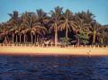 Photograph: [Palm trees on a beach]
