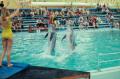 Photograph: [Dolphins at Six Flags]