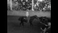 Video: [News Clip: Cutting horse contest]