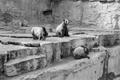Photograph: [Three bears in an enclosure at the zoo]