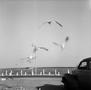 Photograph: [Seagulls and an automobile on the beach]