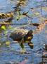 Photograph: [Turtle pond]