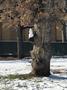 Photograph: [Snowman perched on a tree on UNT's campus]