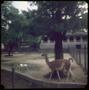 Photograph: [A guanaco in the Buenos Aires Zoo]