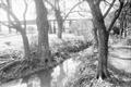 Photograph: [A creek in the woods]