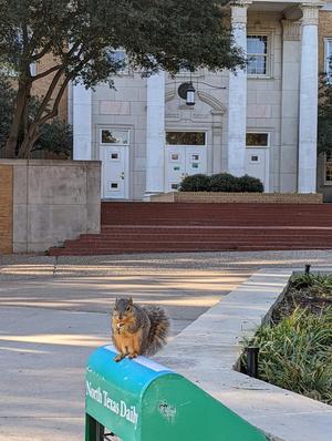 Primary view of object titled '[Campus squirrel at the UNT Hurley Administration Building]'.