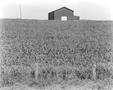 Photograph: [Corn field and barn]