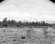 Photograph: [Field leading into a forest in Taos New Mexico]