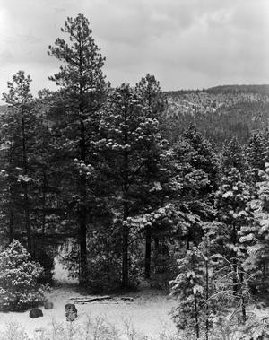 Primary view of object titled '[Mountain forest with snow covered trees]'.