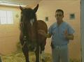 Video: [News Clip: Horse Injury]