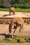 Photograph: [Giraffe eating in zoo]