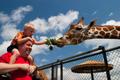 Photograph: [Child feeding giraffe]
