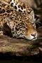 Photograph: [Leopard lying in zoo]