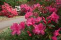 Primary view of [Double Beauty: Rhododendron Double Beauty (Azalea) in Vibrant Pink]