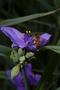 Thumbnail image of item number 1 in: '[ Captivating Tradescantia: A Colorful Native Perennial]'.