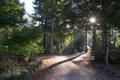 Primary view of [Enchanting Sunlight: A Radiant Forest at the Arboretum]