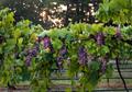 Photograph: [A Tapestry of Abundance: Grapes in the Heart of Kiepersol Vineyard &…