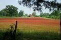 Photograph: [Fiery Blooms: The Crimson Clover of Cass County]