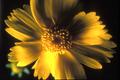 Primary view of [Enchanting Beauty: The East Texas Coreopsis Wildflower]
