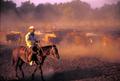 Photograph: [Cowboy herding cattle]