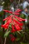 Primary view of [Trumpet Creeper: A Vibrant Vine Attracting Hummingbirds in the Southeast U.S.]