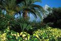 Primary view of [Architectural Serenity: Moody Gardens Pyramid and Lush Greenery]