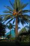 Primary view of [Date Palm Serenity at Moody Gardens]