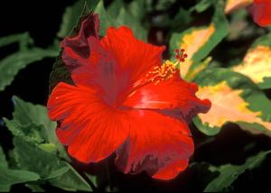 Primary view of object titled '[Vibrant Blooms: Hibiscus Flower at Moody Gardens Pyramid]'.
