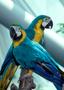 Photograph: [Enchanting Blue-and-Gold Macaws in Moody Gardens Rainforest]