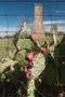 Thumbnail image of item number 1 in: '[Cactus outside of Abilene]'.