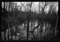 Photograph: [Trees in a Pond]